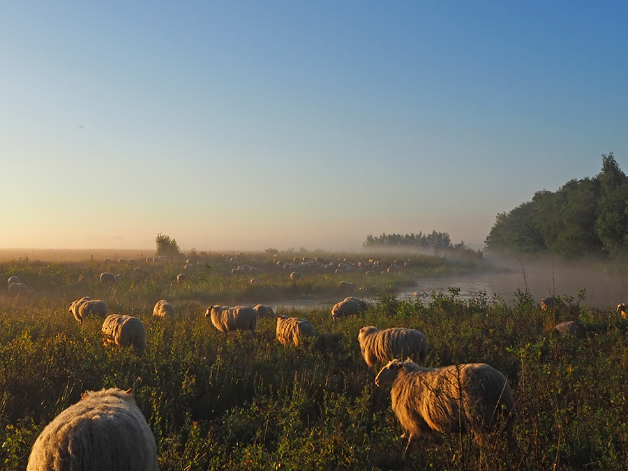 Schoonebeker heideschapen