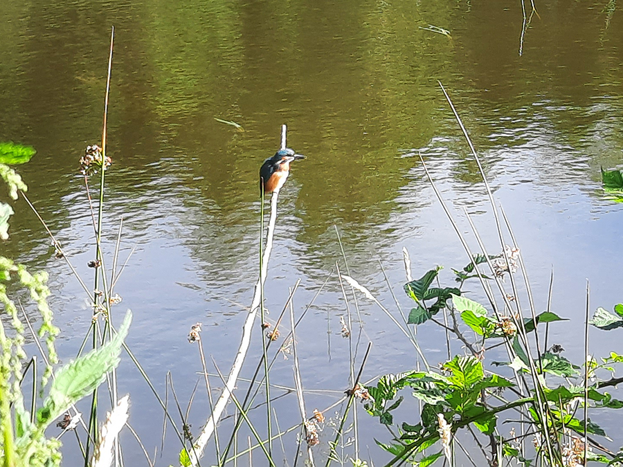 IJsvogel