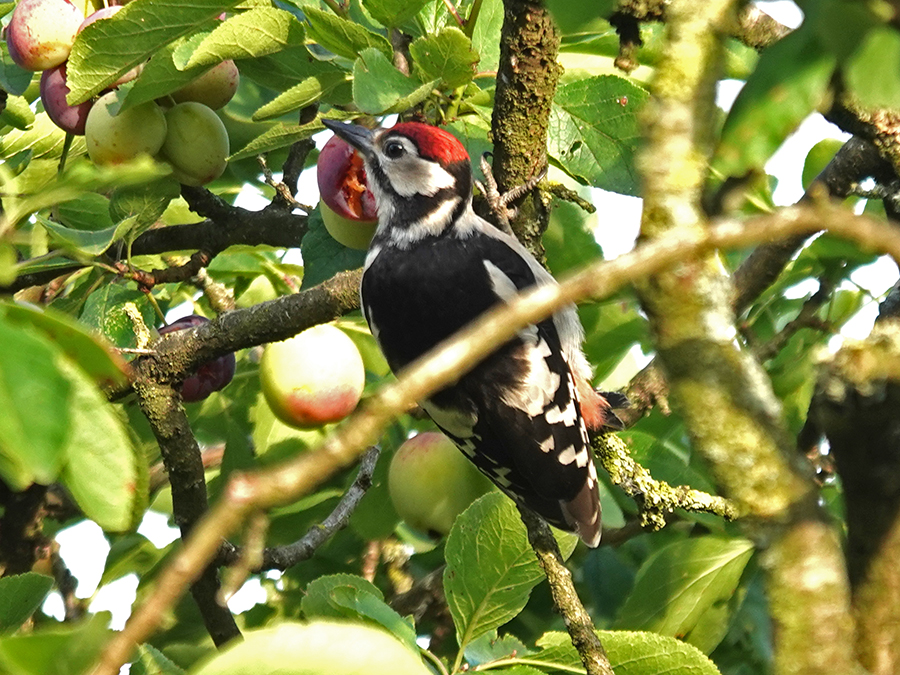 Grote bonte specht