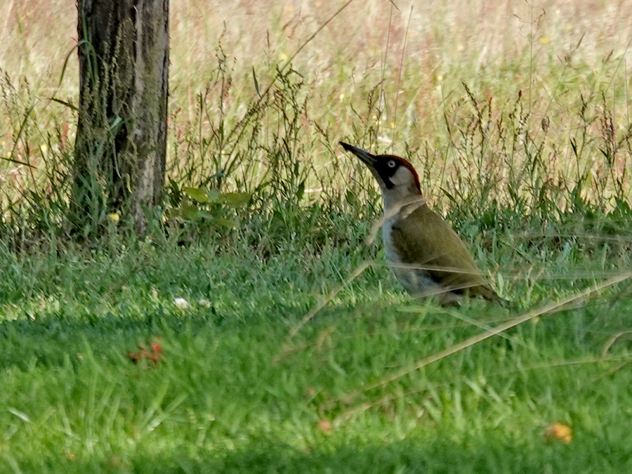 Groene specht