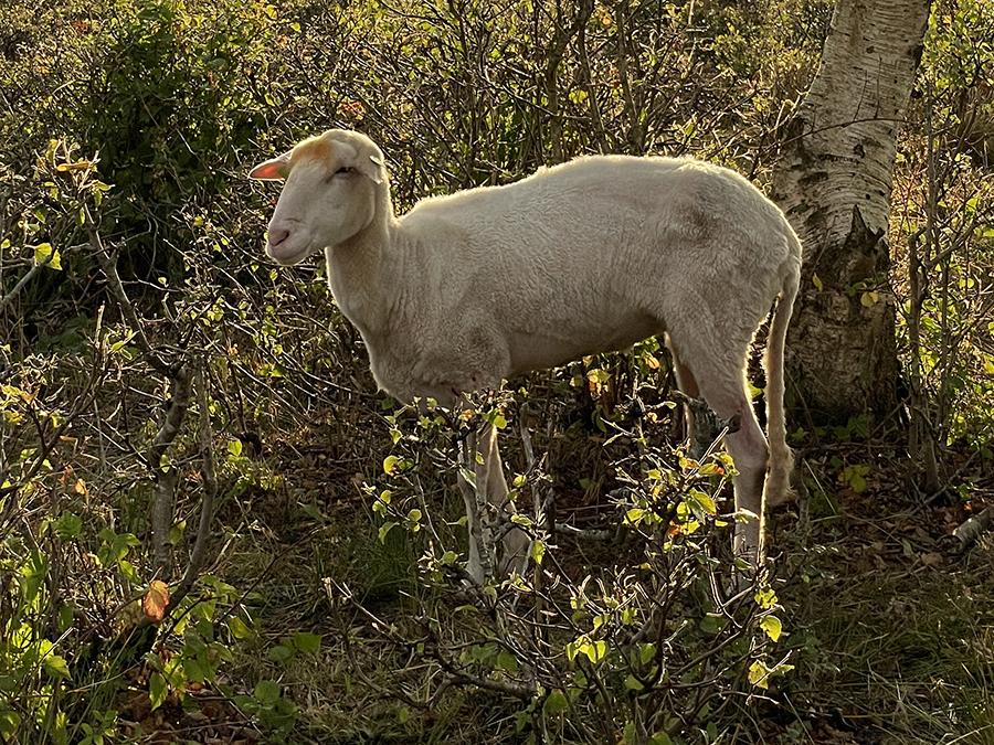 Schoonebeker heideschaap