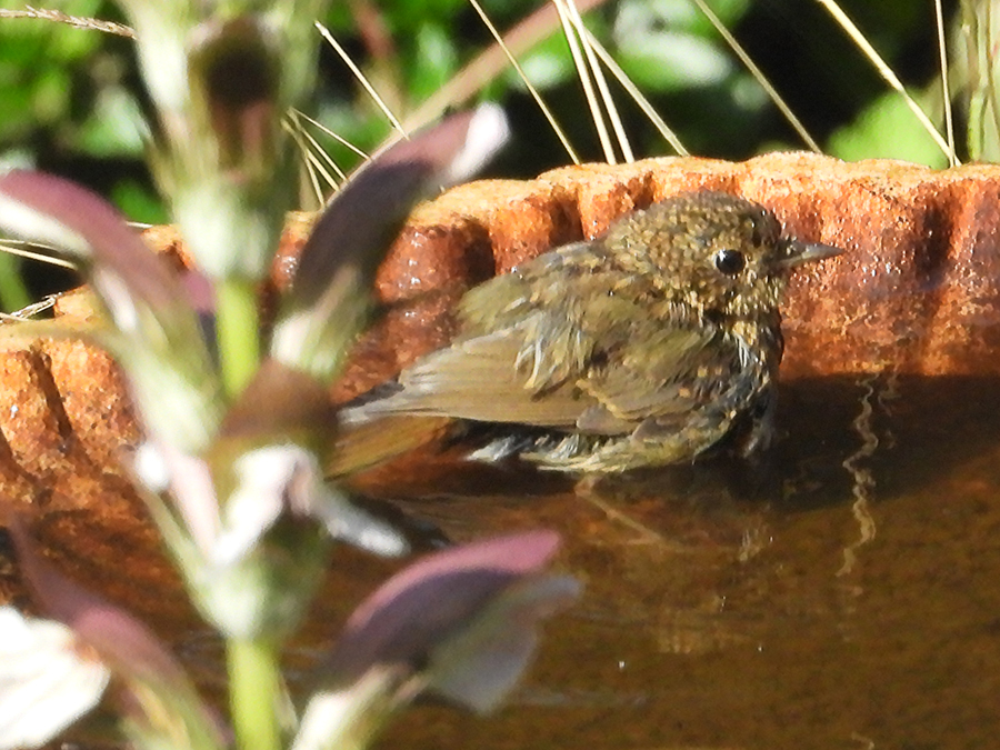 Jonge roodborst