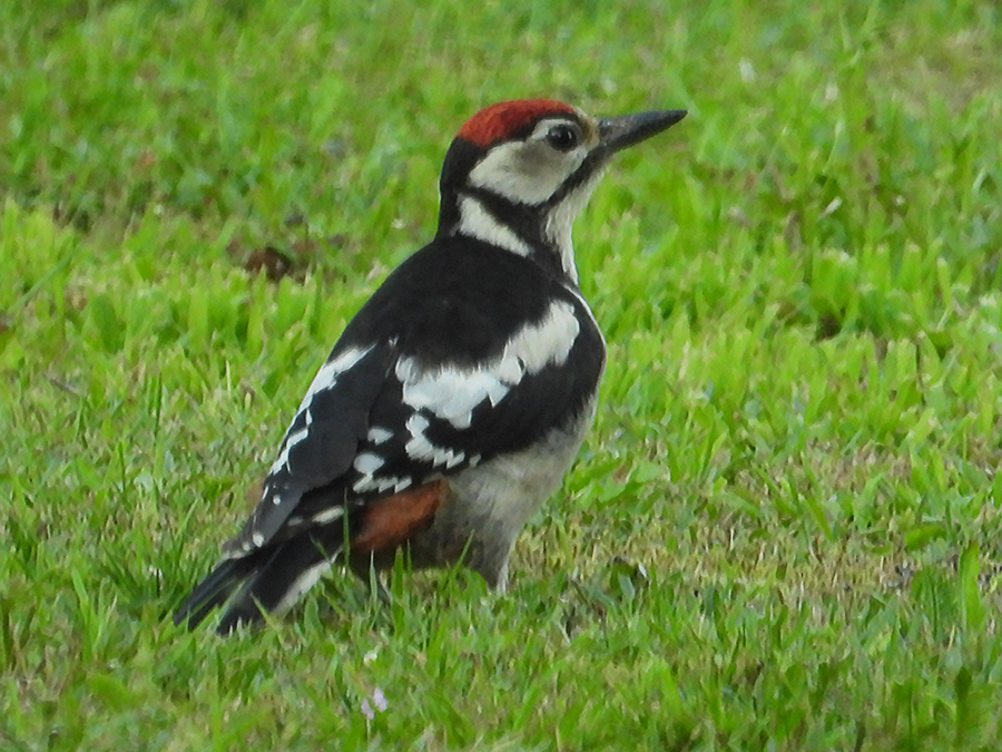 Grote bonte