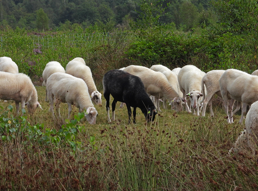 Het zwarte schaap