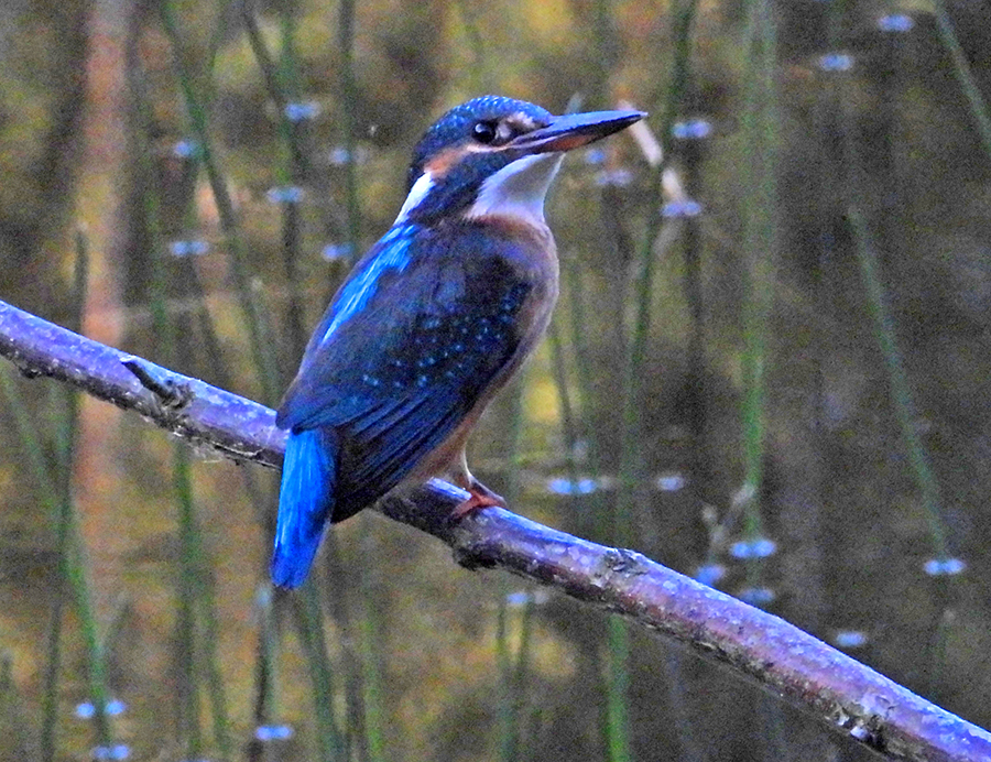 IJsvogel