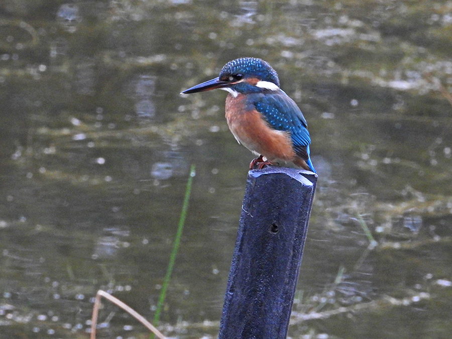 IJsvogel