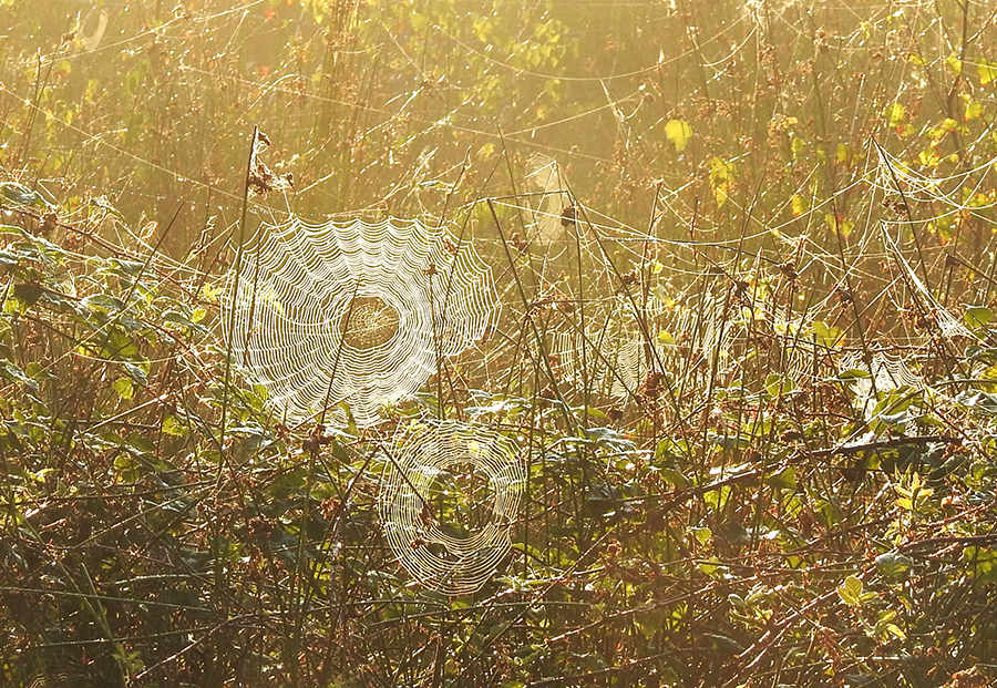 Web