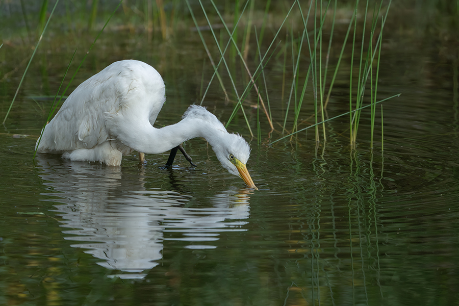 Witte Reiger