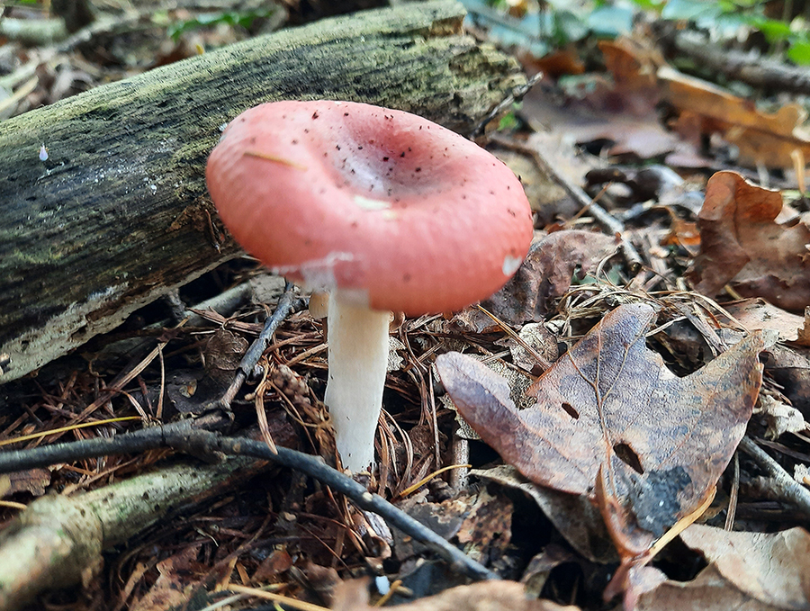Russula