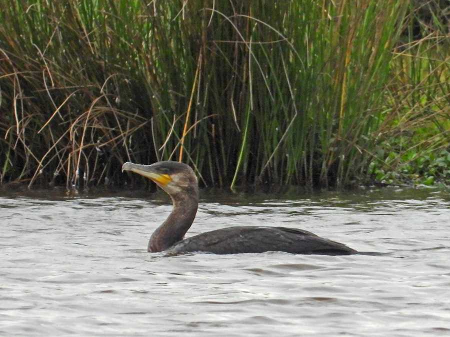 Aalscholver