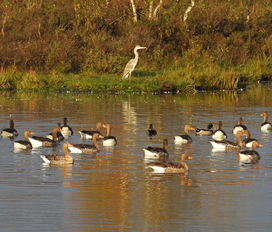 Blauwe reiger