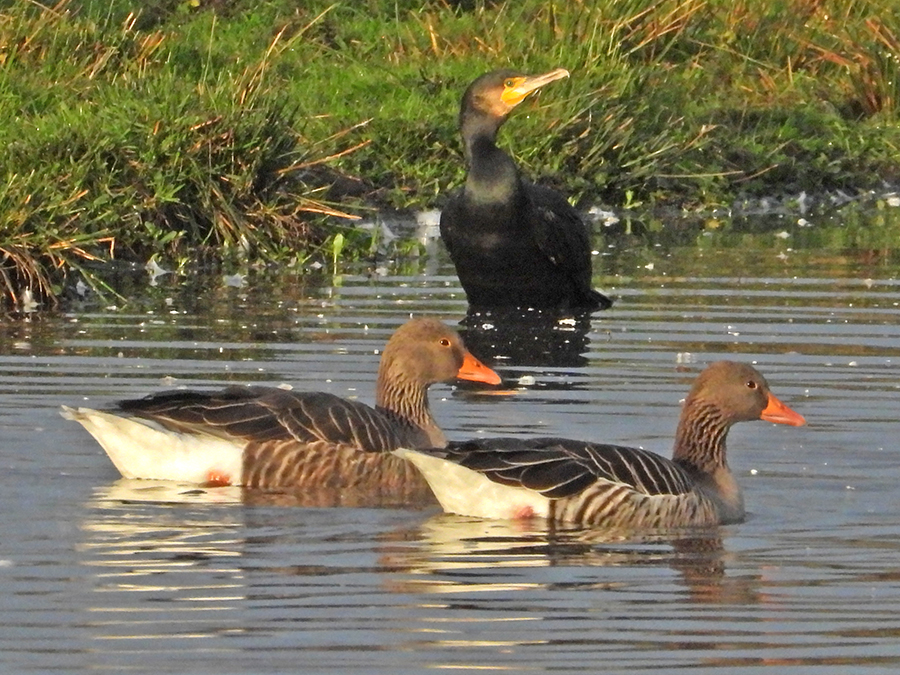Aalscholver en grauwe ganzen