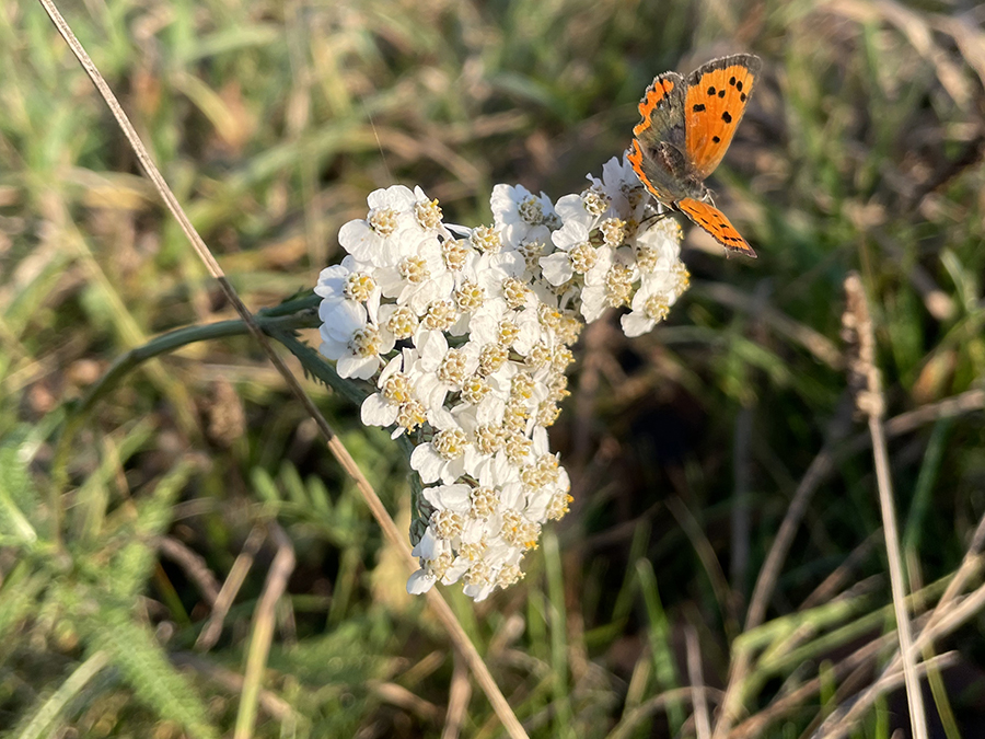 Kleine vuurvlinder