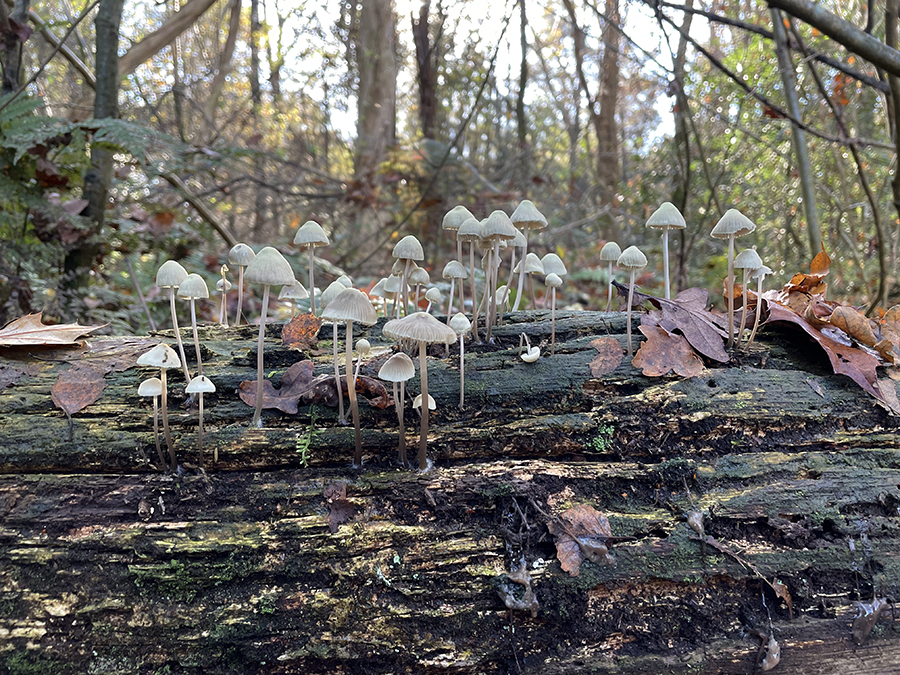 Bundelmycena