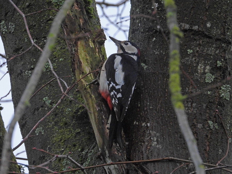 Grote bonte