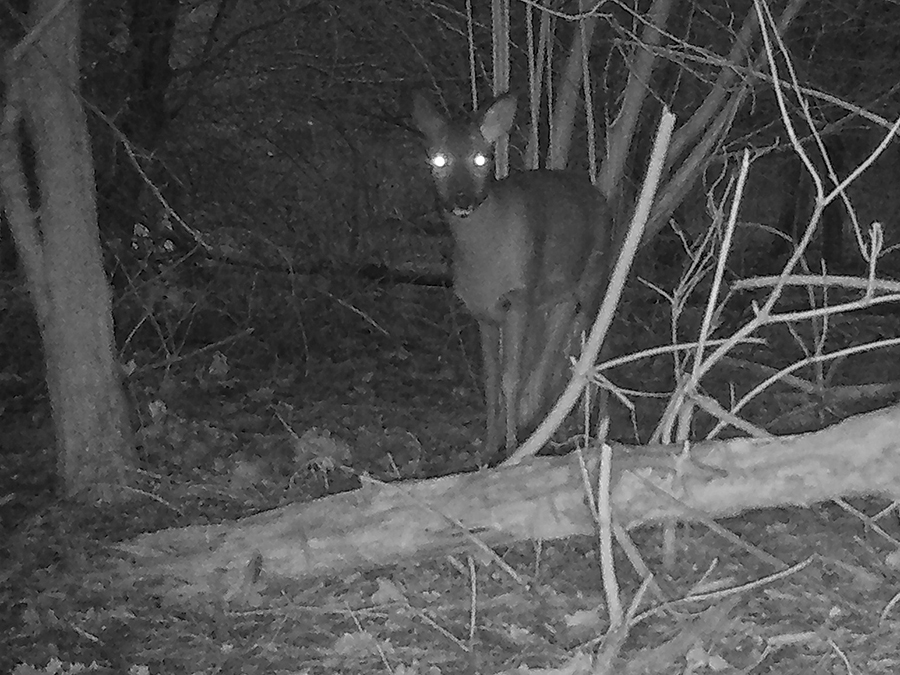 Ree in de nacht