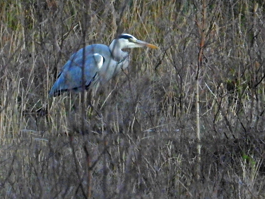 Blauwe reiger