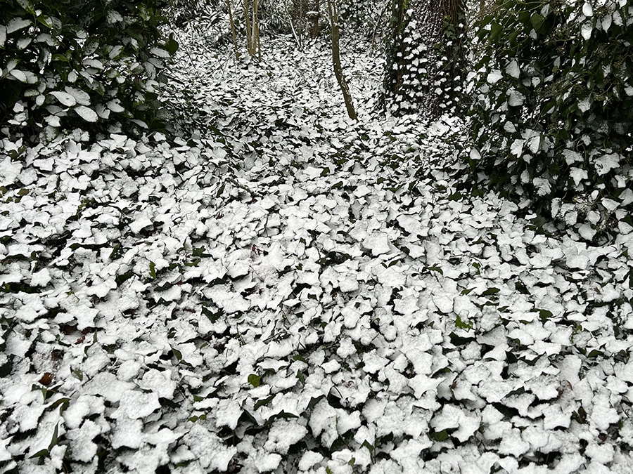 Sneeuw