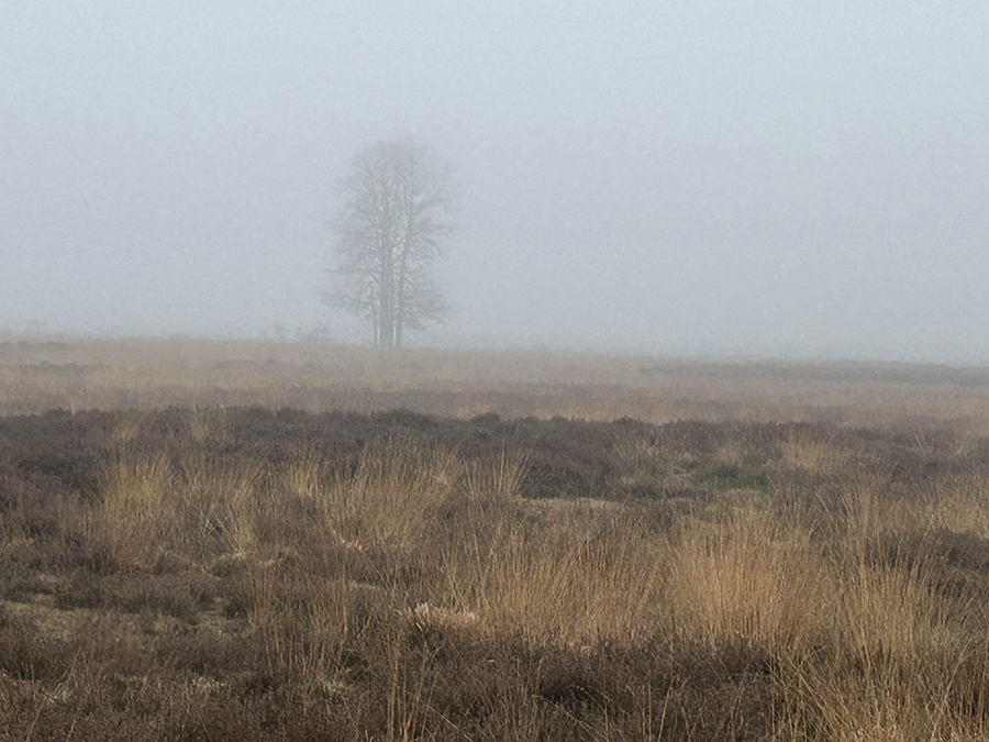 Mist
