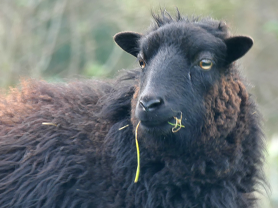 Het zwarte schaap