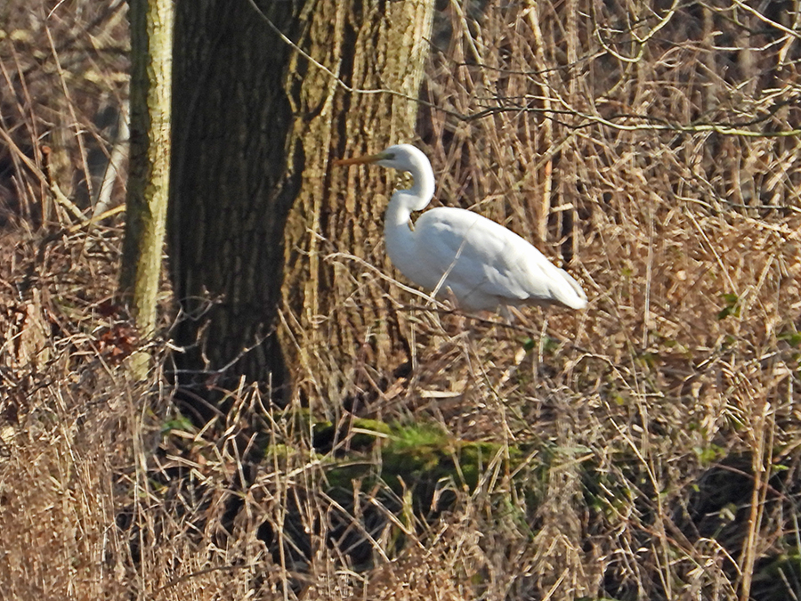 Witte reiger