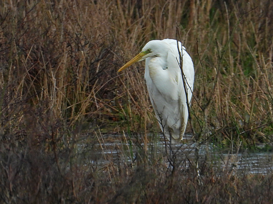 Witte reiger