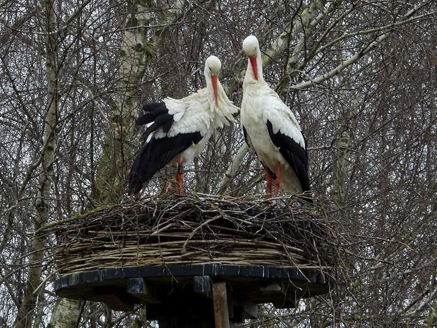 Samen