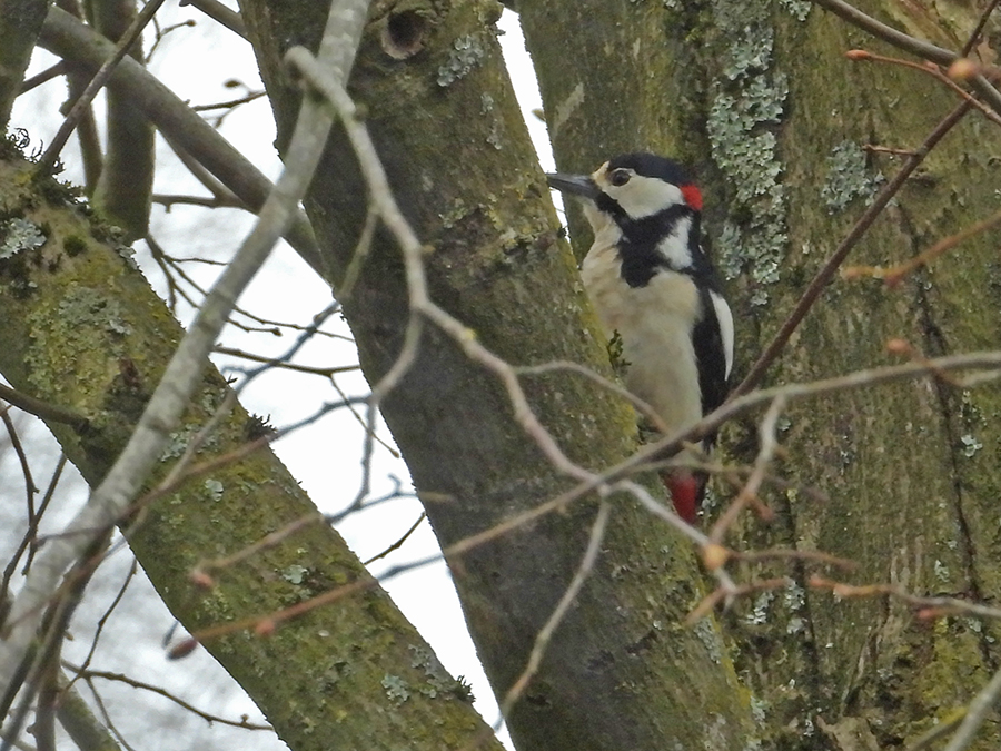 Grote bonte specht