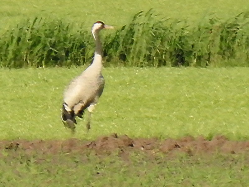 Kraanvogel Kraanvogel