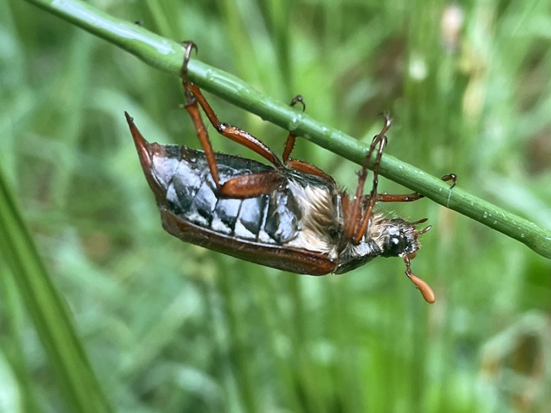 Balanceer act