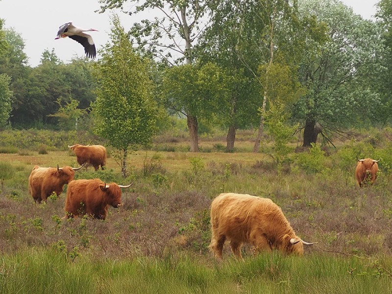 Hooglanders
