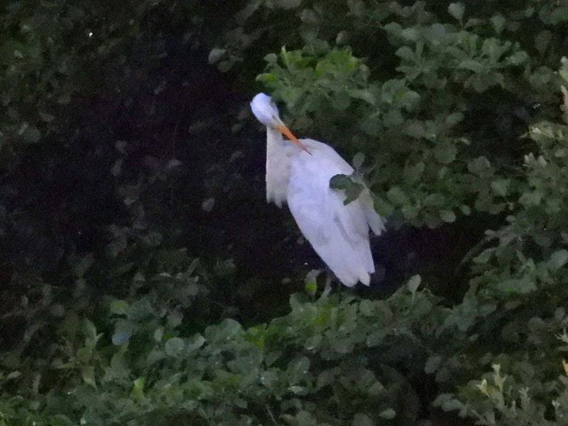 Witte reiger