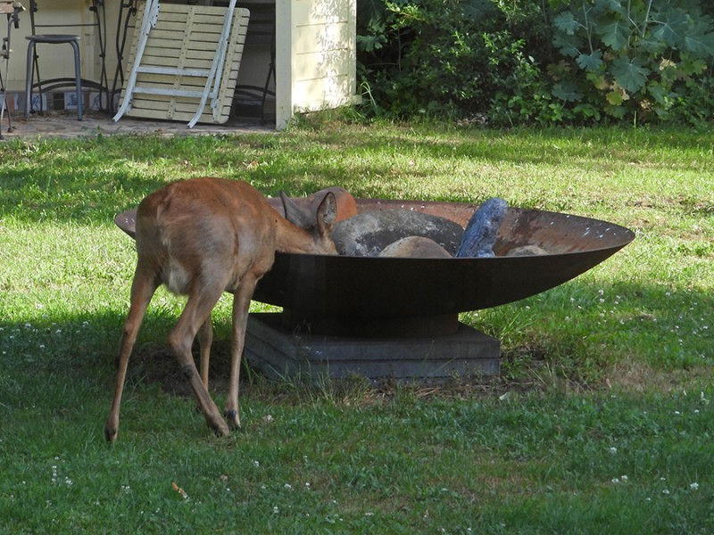 Dorst