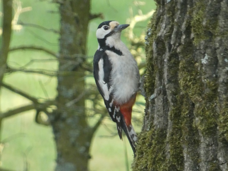 Grote bonte specht