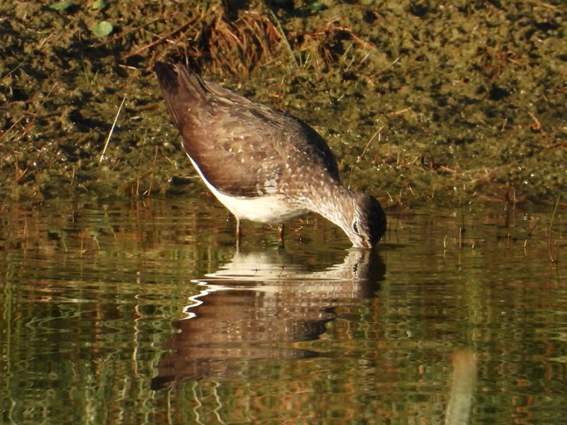 Witgatje
