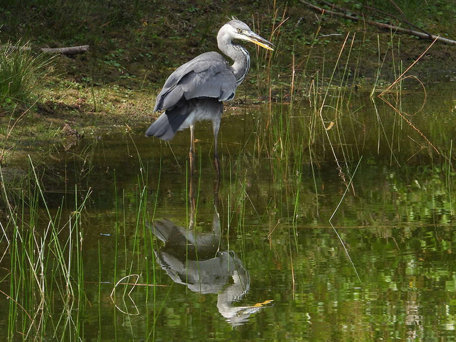 Blauwe reiger
