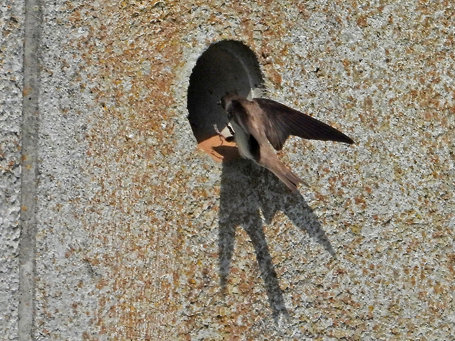 Oeverzwaluw