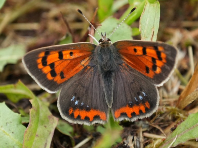 Kleine vuurvlinder