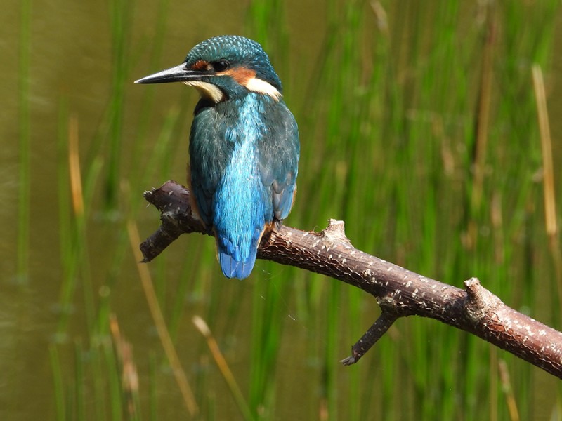 IJsvogel IJsvogel