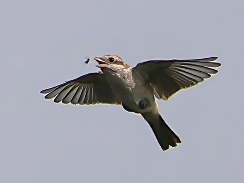 Grauwe klauwier