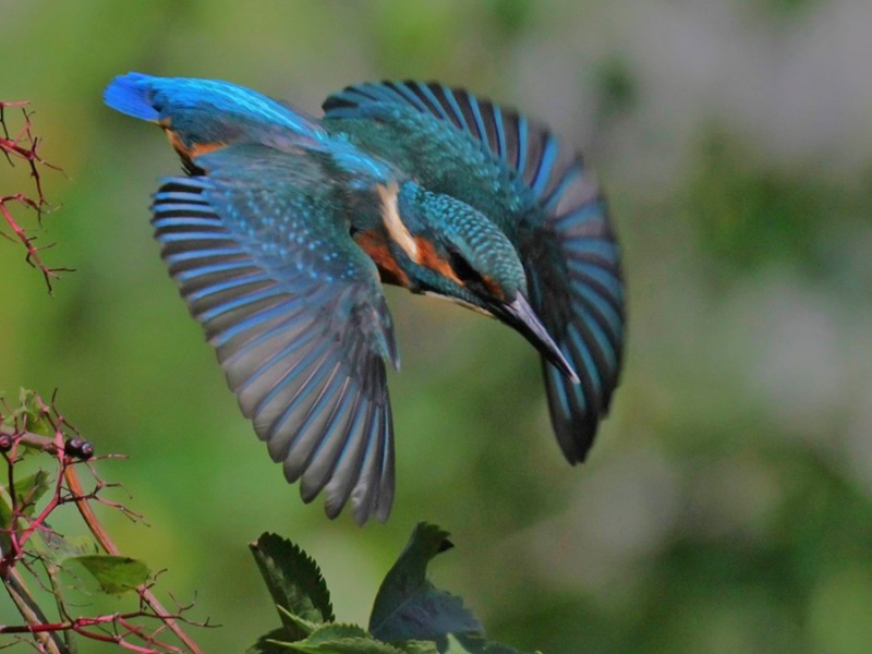 IJsvogel