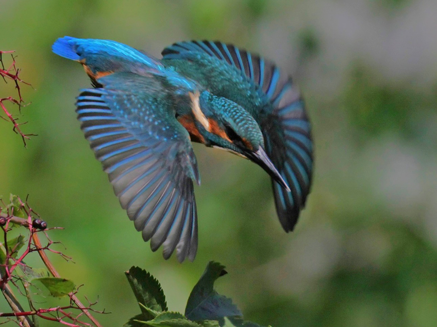 IJsvogel