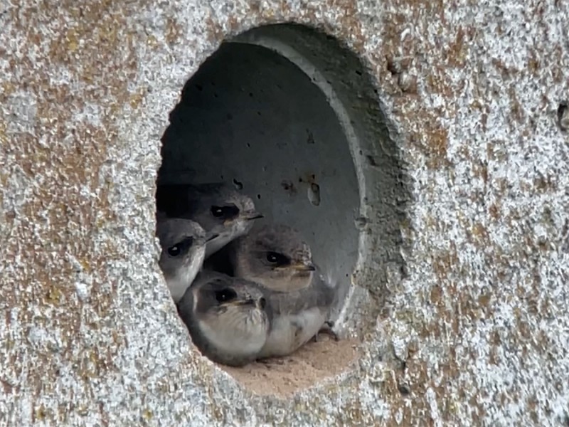 Oeverzwaluwtjes
