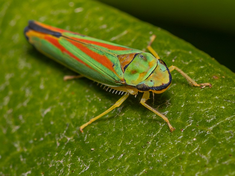 Rododendroncicade