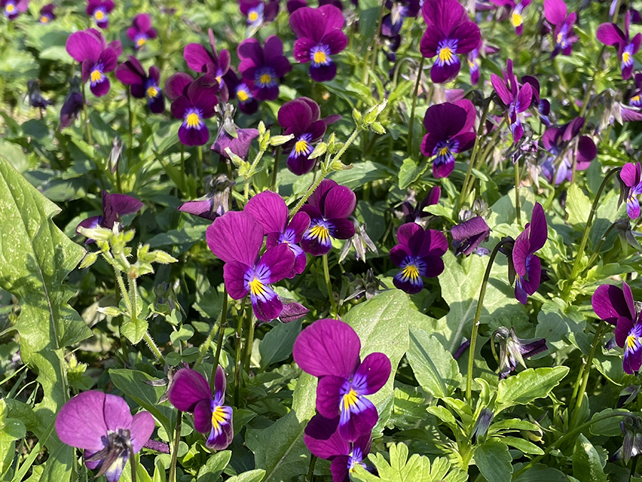 Viooltjes