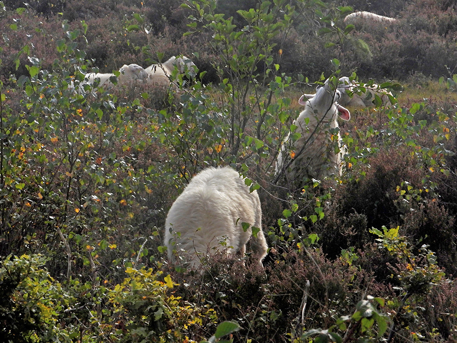 Takkenhoogte