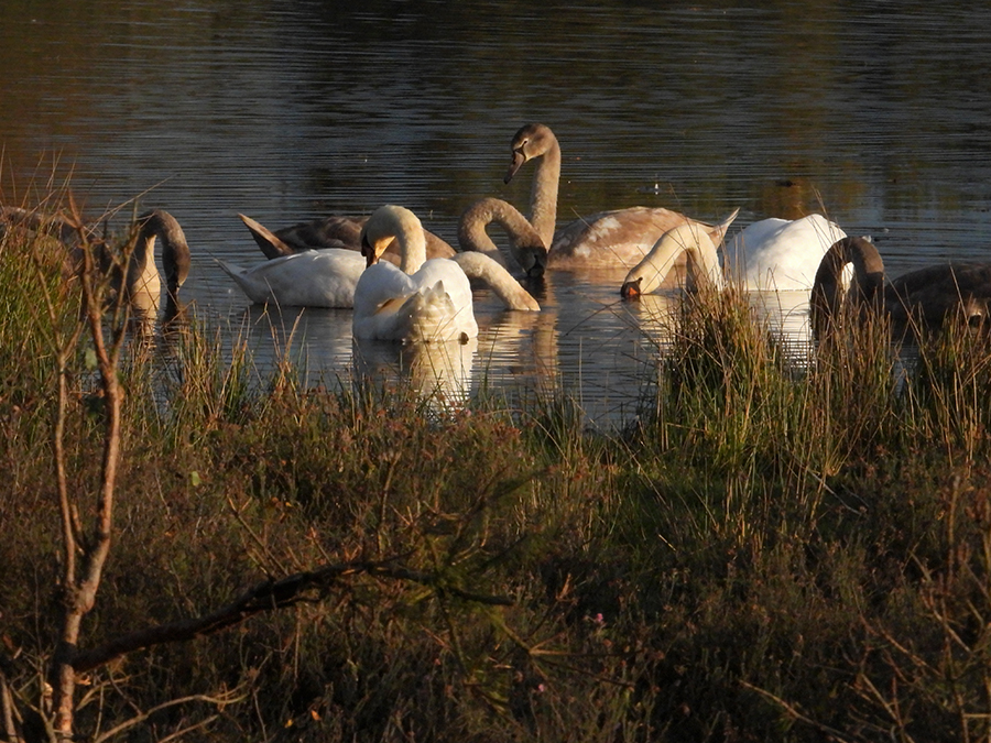 Grote kleintjes