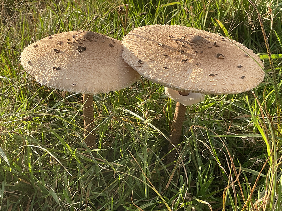 Twee parasolzwammen