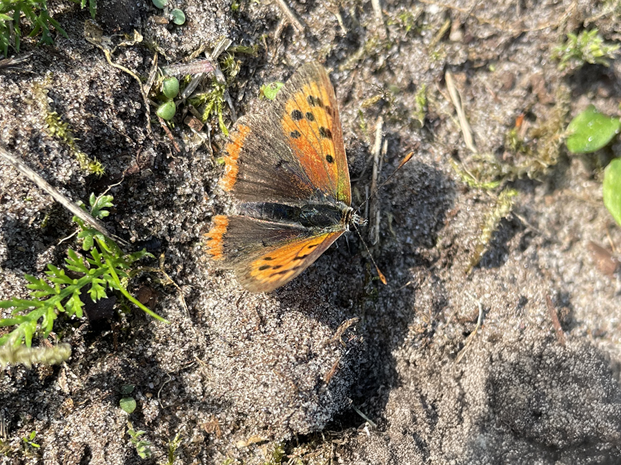 Kleine vuurvlinder