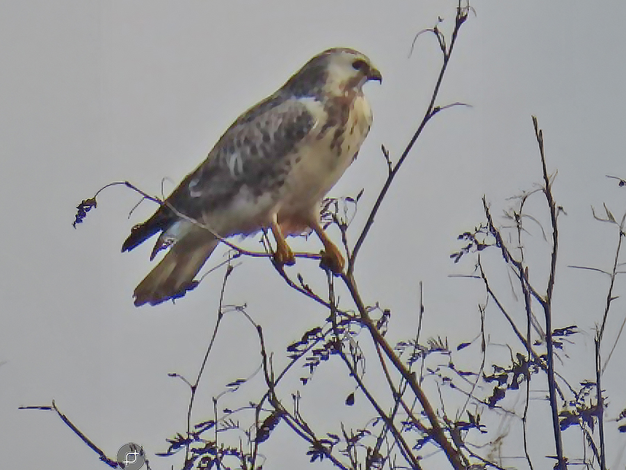 Buizerd